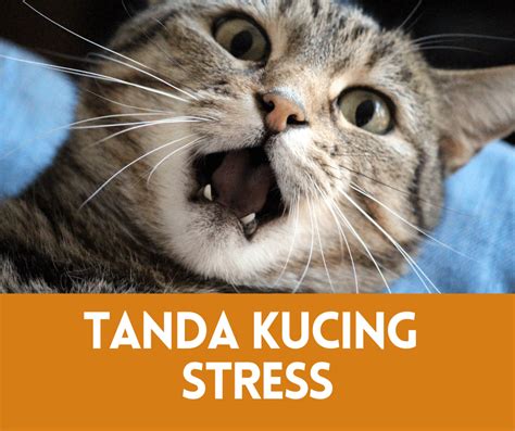 Tanda-tanda Kucing Mengalami Stres